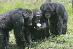 Three chimpanzees with apple.jpg