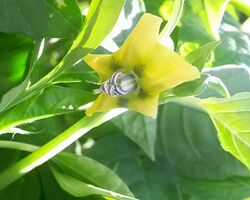 Tomatillo yellow flower.jpg