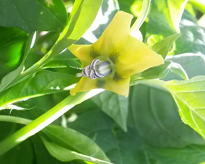 File:Tomatillo yellow flower.jpg