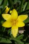 Tulipa clusiana chrysantha close.JPG