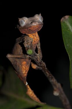 Uroplatus ebenaui.jpg