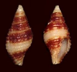 Vexillum unifasciatum 001.jpg