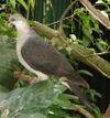 White-headed pigeon.JPG