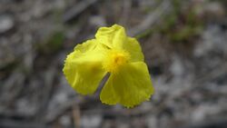 Xyris juncea flower (11878833806).jpg