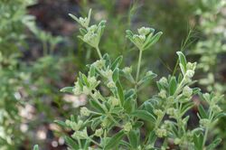 Zieria involucrata 2.jpg