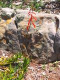 1 flowering Aloe decumbens - Sandstone slope - South Africa.jpg