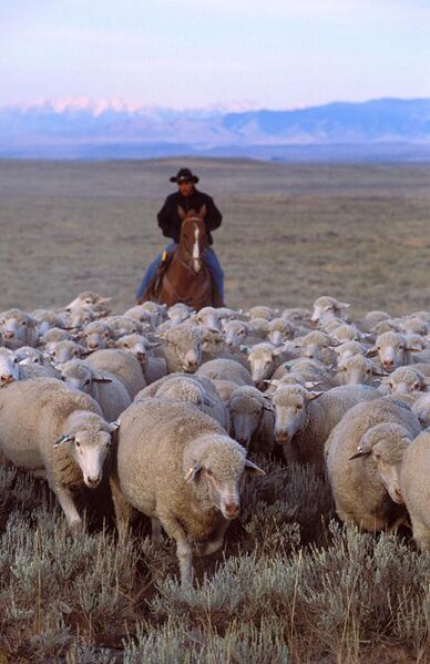 File:ARS sheep herding.jpg