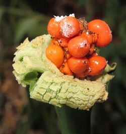 Alocasia fornicata 03.jpg