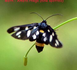 Amata Phegea - nine spotted moth. - Flickr - gailhampshire.jpg