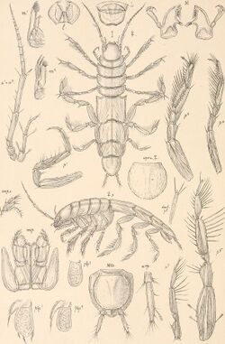 An account of the Crustacea of Norway, with short descriptions and figures of all the species (1899) (16583802809).jpg
