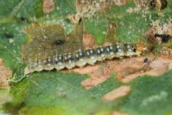 Ancylis mitterbacheriana larva.jpg