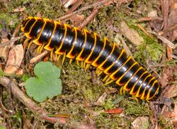 Apheloria virginiensis corrugata 2014-06-24.jpg