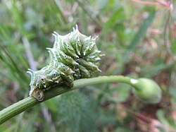 Apochima flabellaria larva.jpg