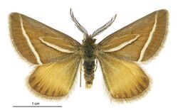 Aponotoreas insignis male.jpg