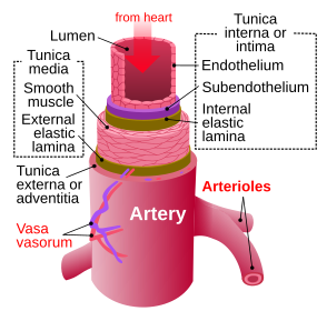 File:Artery.svg