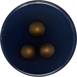 Aspergillus christenseniae cya.png