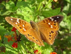 Asterocampa leilia.jpg