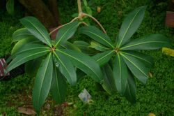 Badula balfouriana, Conservatoire botanique national de Brest 04.jpg