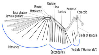 A illustration of the skeleton of a bird wing, with lines indicating where feather shafts would attach