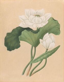 A delicate illustration of a white lotus flower on cream paper with green foliage