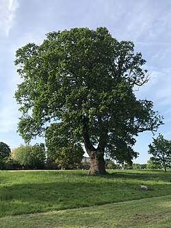 Brockwell Oak (9).jpg