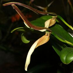 Bulbophyllum antenniferum Orchi 083.jpg