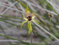 Caladenia crebra.jpg