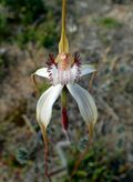 Caladenia longicauda crassa - cropped.jpg