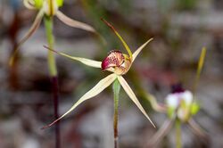 Caladenia lowanensis.jpg