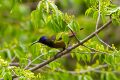 Cameroon Sunbird (Cyanomitra oritis).jpg