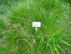 Carex appropinquata - Berlin Botanical Garden - IMG 8471.JPG
