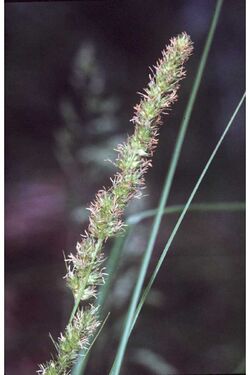 Carex vulpinoidea NRCS-3.jpg