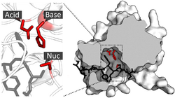 Catalytic triad of TEV protease.png