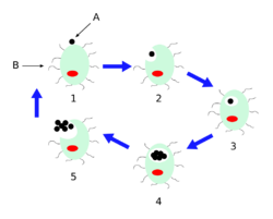 Chlamydophila pneumoniae lifecycle-it.svg