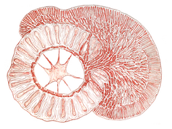 Cross section of Choreocolax polysiphoniae on epiphytic red algae Polysiphonia lanosa
