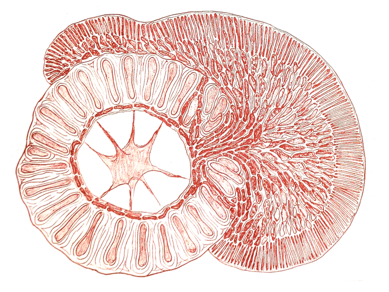 File:Choreocolax polysiphoniae (cross section).png