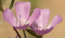 Clarkia dudleyana 3461897.jpg