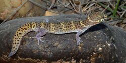 Coleonyx brevis, Texas Banded Gecko, Webb Co. Texas.jpg