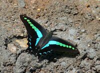 Common Bluebottle-Graphium sarpedon teredon.JPG