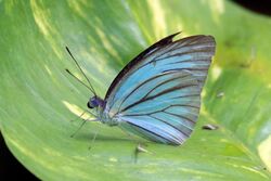 Common wanderer (Pareronia valeria lutescens) underside B.jpg