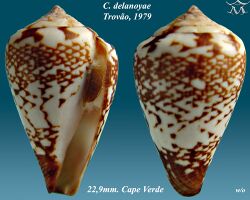 Conus delanoyae 1.jpg