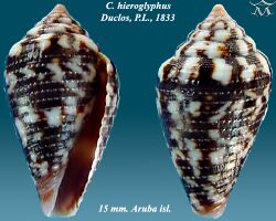 Conus hieroglyphus 1.jpg