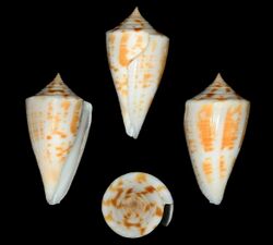 Conus portobeloensis 001.jpg