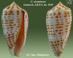Conus stramineus 1.jpg