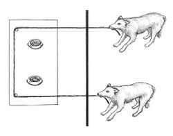 Sketch of two dogs pulling a rope attached to a platform baited with food