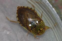 Creeping Water Bug - Pelocoris femoratus, Maydale Park, Colesville, Maryland.jpg