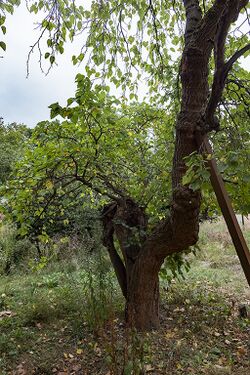 Detail of black mulberry tree (Morus nigra) in the grounds of the former London Chest Hospital 02.jpg