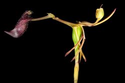 Drakaea gracilis (8691834775).jpg