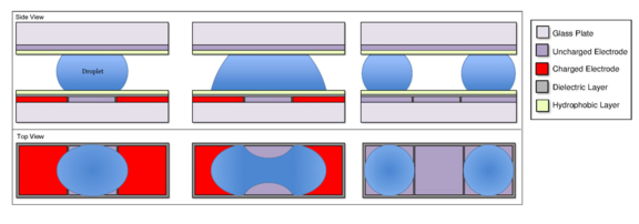 A droplet being split in a digital microfluidic device. Initially, the droplet's has a shape like a spherical section. The charged electrodes on either side pull the droplet in opposite directions, causing a bulb of liquid on either end with a thinner neck in the middle, not unlike a dumbbell. As the ends are pulled, the neck becomes thinner and when the two sides of the neck meet, the neck collapses, forming two discrete droplets, one on each of the charged electrodes.