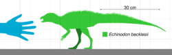 Diagram showing the size of Echinodon